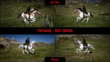 Pintabian - Dun Tobiano