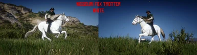 Missouri Fox Trotter - White