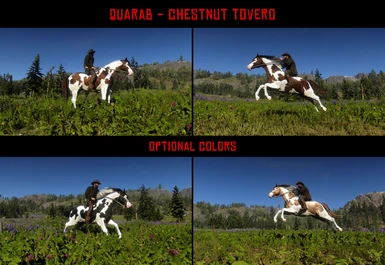 Quarab - Chestnut Tovero