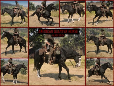 American Quarter Horse - Black Pack