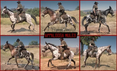 Appaloosa Mules