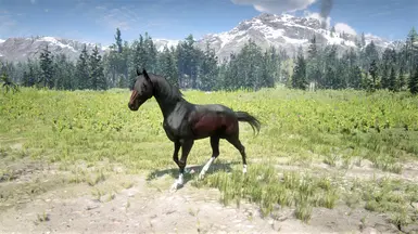 4 - Turkoman