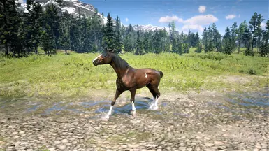 24 - Turkoman