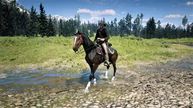 26 - Darkbay Turkoman with face marking (custom coat)
