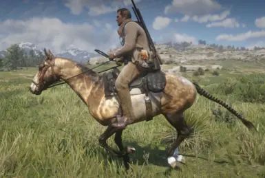 Akhal-Teke Mare: Gwen