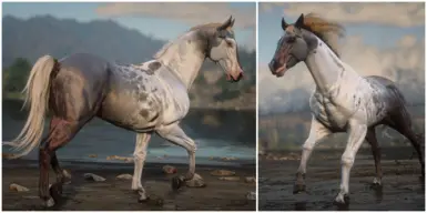 Arabian Rose Grey Half Pintaloosa (Half Face)