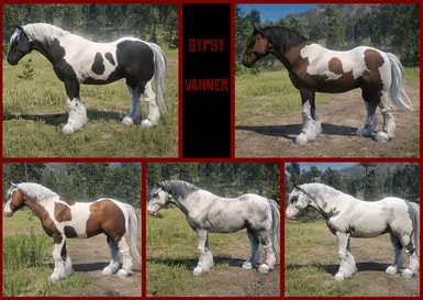 Gypsy Vanner