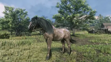 Dapple Buckskin shire