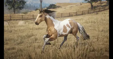 Buckskin Tobiano American Paint