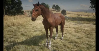 My Custom Horses at Red Dead Redemption 2 Nexus - Mods and community