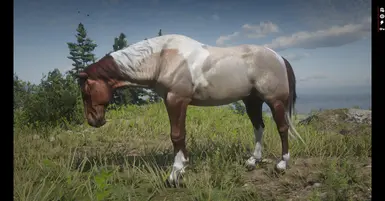 Red Roan Tobiano American Paint