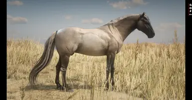 Grullo Dun Mustang