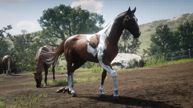 Chestnut Tobiano Kentucky Saddler