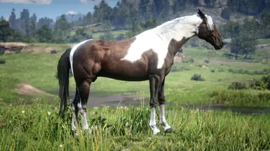 Bay Tobiano Dutch Warmblood