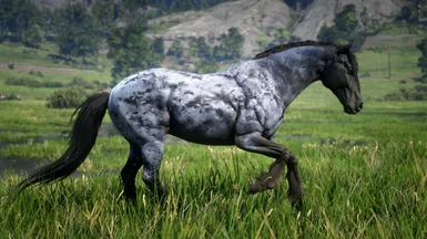 Blue Roan Mustang