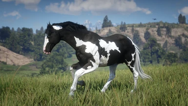 Black Overo American Paint Horse