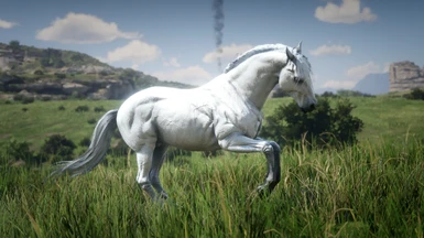 White Grey Andalusian