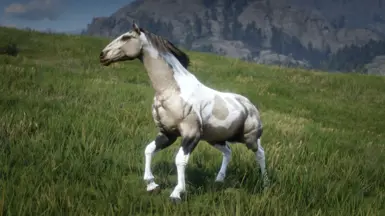 Champagne Tobiano Hungarian Halfbred