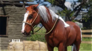 Chestnut Pinto Kentucky Saddler