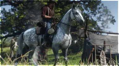 Dapple Grey Thoroughbred