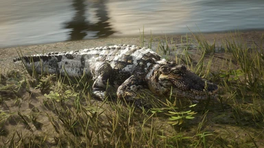 Restored Striped Alligator