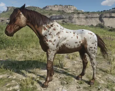 Brown Leopard Appaloosa (And Gwydion, Trelawney's Horse)