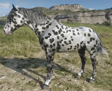 Leopard Appaloosa