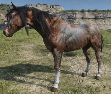 Scarred Blanket Appaloosa