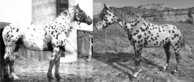 Historically Accurate Appaloosa Models