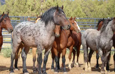 Devil's Garden Mustangs Captured