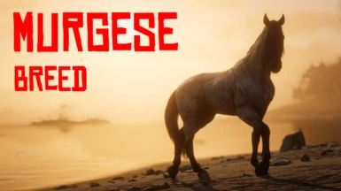 Murgese Horse Breed