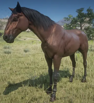Bay Kentucky Mountain Saddle