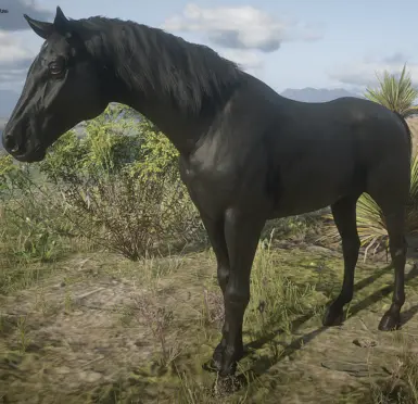 Black Morgan