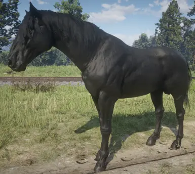 Black Mustang