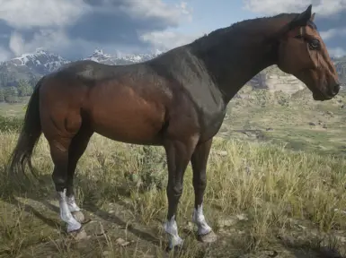 Dark Bay Dutch Warmblood