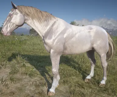 Perlino Hungarian Half-bred