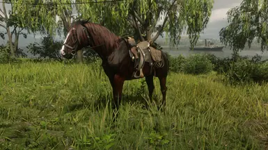 Liver Chestnut