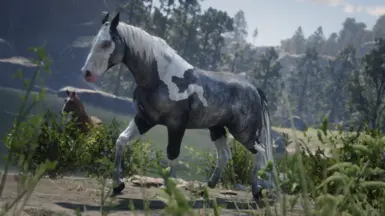 Silver Tobiano