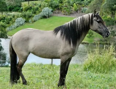 Reference horse