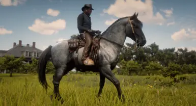 Blue Roan