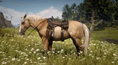 Palomino