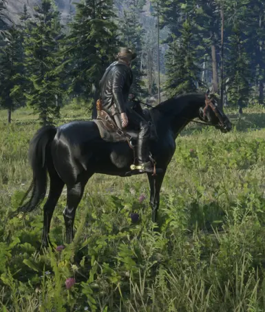 arabian-black for Always a wet horse.zip