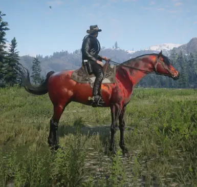 Arabian_Redchestnut_pc for Always a wet horse.zip 