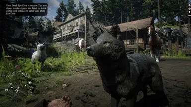Legendary Coyote