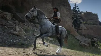 Dapple Gray Andalusian