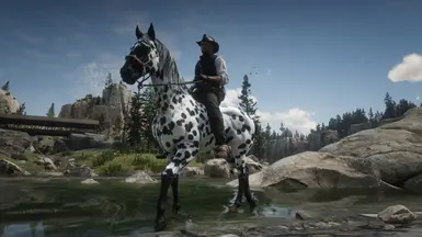 Leopard Appaloosa Glow Up 