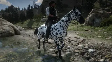Leopard Appaloosa Glow Up 