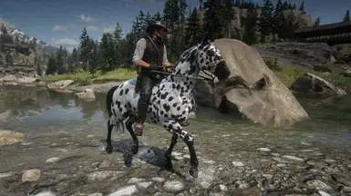 Leopard Appaloosa Glow Up 
