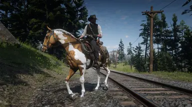Skewbald Palomino Turkoman  (Update: 9/13/23)