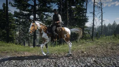 Skewbald Palomino Turkoman  (Update: 9/13/23)